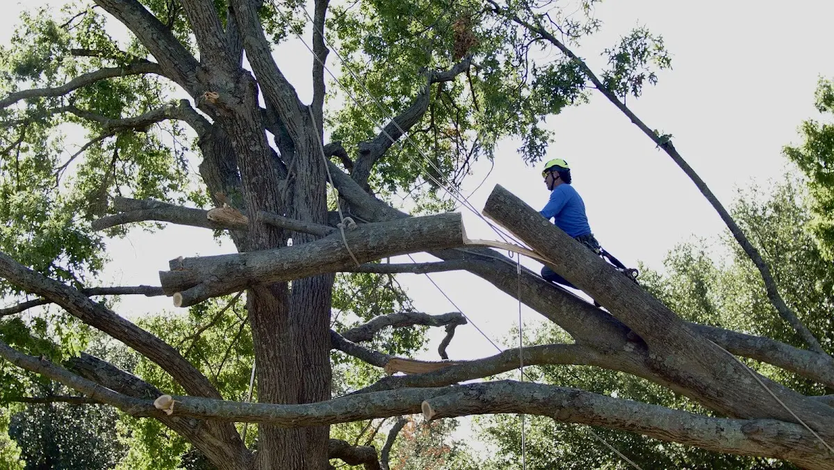 Professional Crown Thinning performed by certified arborists in Matthews